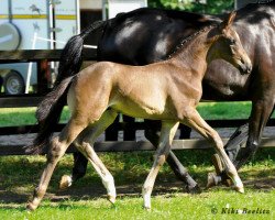 dressage horse Fidergraf (Hanoverian, 2013, from Fidertanz)