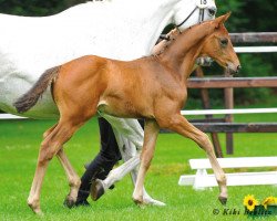dressage horse Donaukönig 3 (Trakehner, 2013, from Herbstkönig 2)