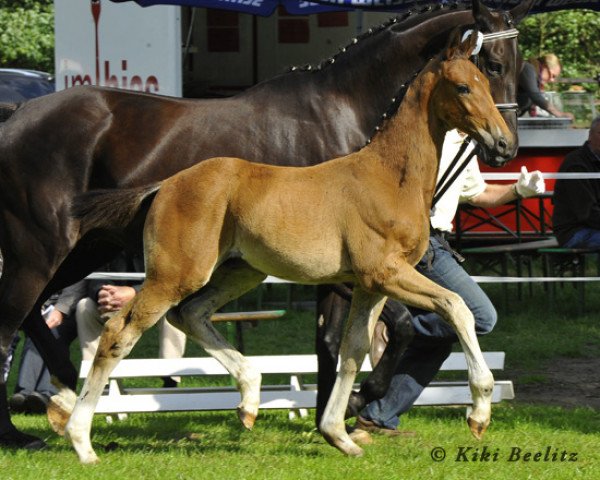 horse Duke Dumont (Hanoverian, 2013, from Danone 4)