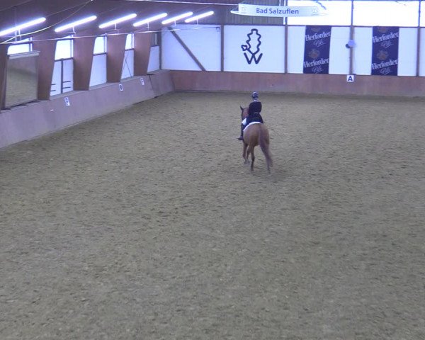 Reitturnier Bad Salzuflen 2022
