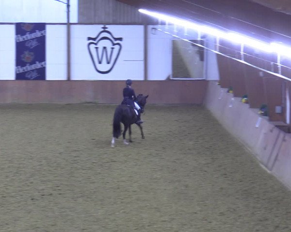Reitturnier Bad Salzuflen 2022
