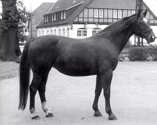 broodmare Grundlage (Hanoverian, 1981, from Graphit)