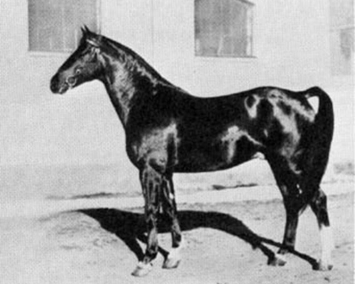 Deckhengst Novarro (Schwedisches Warmblut, 1935, von Index)