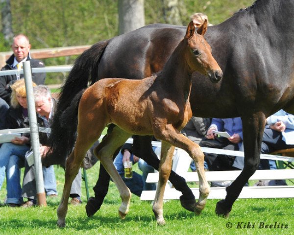 dressage horse Dubstep (Hanoverian, 2013, from De Niro) dressage horse Dubstep (Hanoverian, 2013, from De Niro)