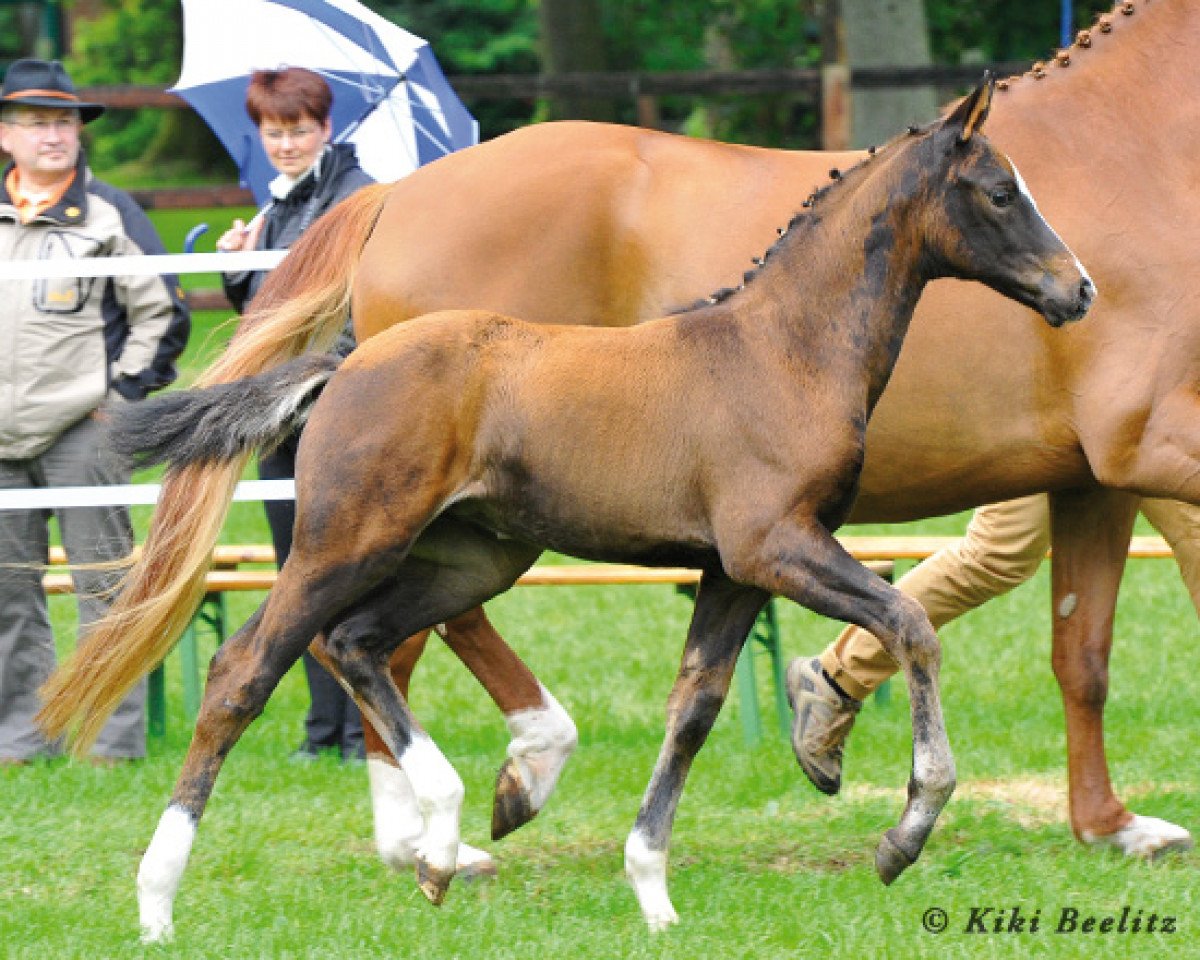 horse Fräulein Elisabeth (Oldenburg, 2013, from Fidertanz)