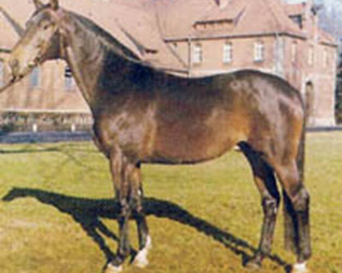 Deckhengst Maikater I (Hannoveraner, 1969, von Maigraf xx)