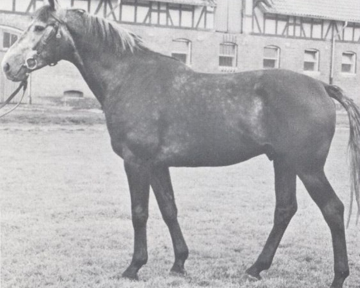 stallion Marconi (Holsteiner, 1964, from Manometer xx)