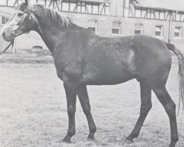 stallion Marconi (Holsteiner, 1964, from Manometer xx)