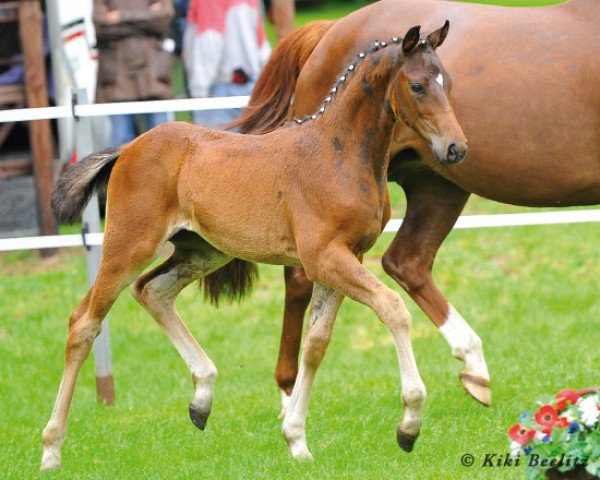 broodmare Depeche Mode (Hanoverian, 2013, from De Niro)