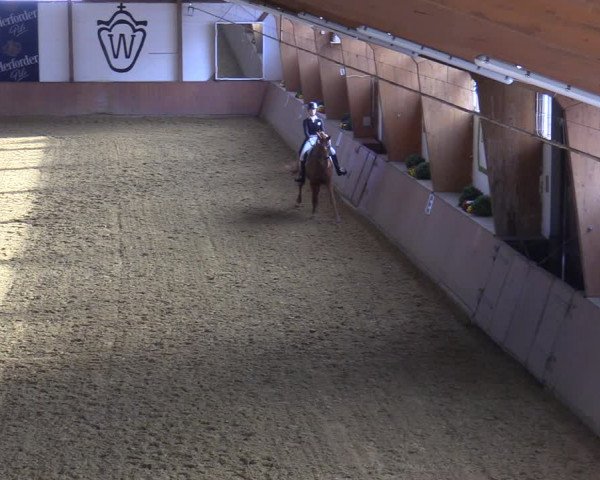 Reitturnier Bad Salzuflen 2022