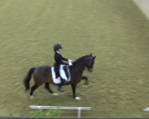 Reitturnier Bad Salzuflen 2022