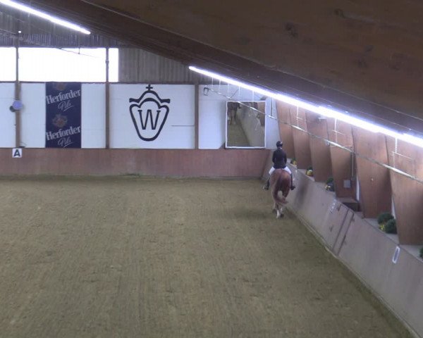 Reitturnier Bad Salzuflen 2022