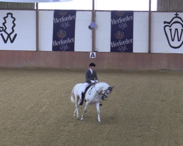 Reitturnier Bad Salzuflen 2022
