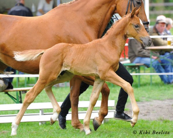 horse Danawe (Hanoverian, 2013, from Danone 4)