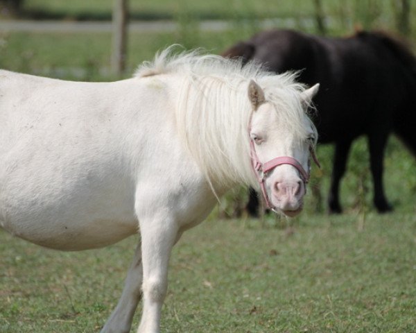 Zuchtstute Melle (Shetland Pony (unter 87 cm), 2003, von El Nando II)