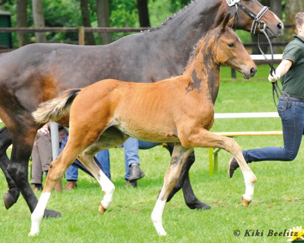 jumper Fame (Hanoverian, 2013, from Fidertanz)