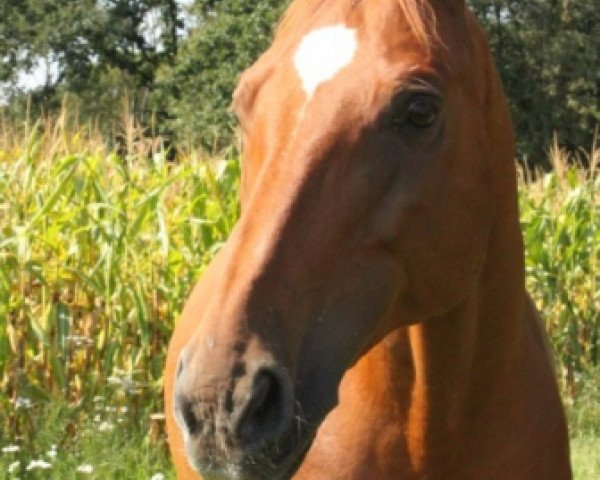 dressage horse Lago Cavedine (Württemberger, 1998, from Lenys Lemon)