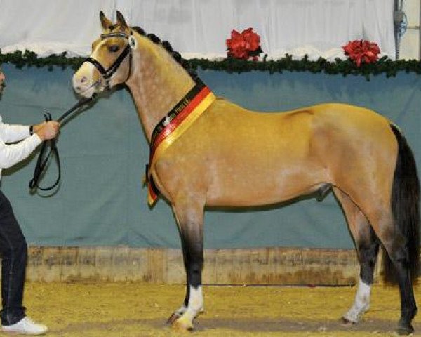stallion Cappucino Royale G (German Riding Pony, 2010, from Casino Royale K WE)