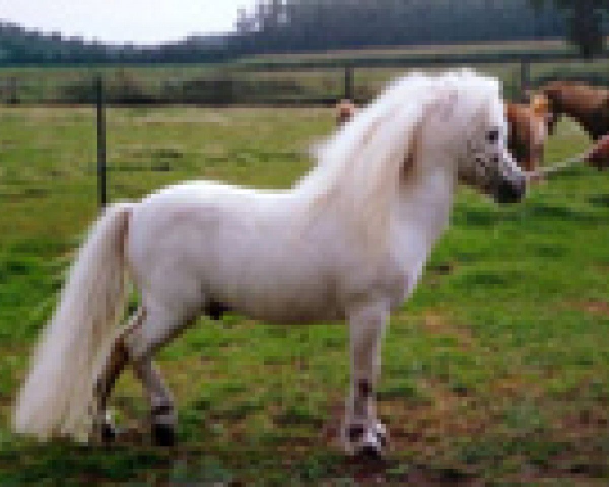 stallion Right Rhum van de Hesterhoeve (Shetland pony (under 87 cm), 1980, from Kim de Bibiana)