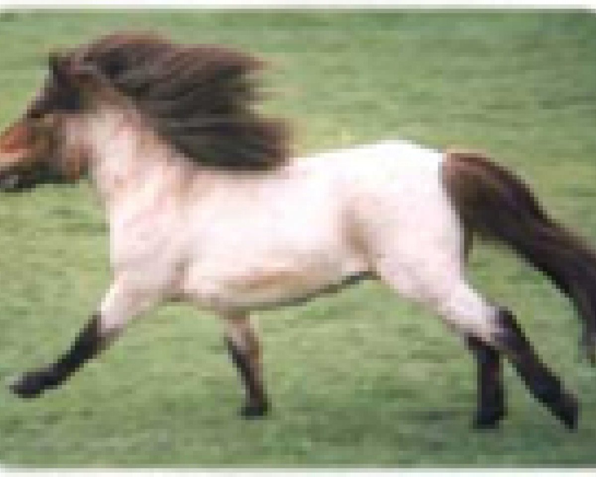 Springpferd Thunderbird (Shetland Pony (unter 87 cm), 1982, von Kim de Bibiana)