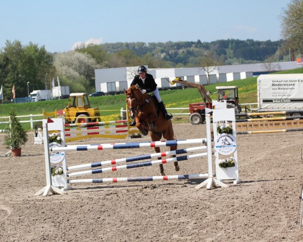 jumper Charmeur 226 (Oldenburg, 1994, from Cordial Medoc)