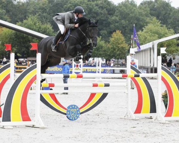 stallion Chupamint (Holsteiner, 2007, from Cormint) stallion Chupamint (Holsteiner, 2007, from Cormint)