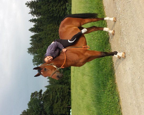 Pferd Don Gringo (Lettisches Warmblut, 2002, von Guido)