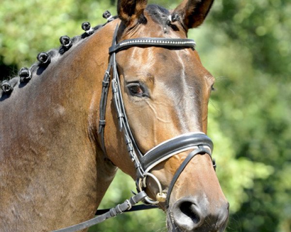 Pferd Doros Dandy (Hannoveraner, 2010, von Danone 4)
