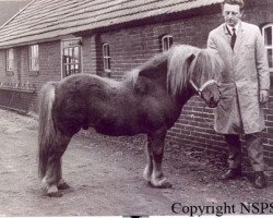 stallion Wells Fireman (Shetland Pony, 1958, from Wells Gold Link)