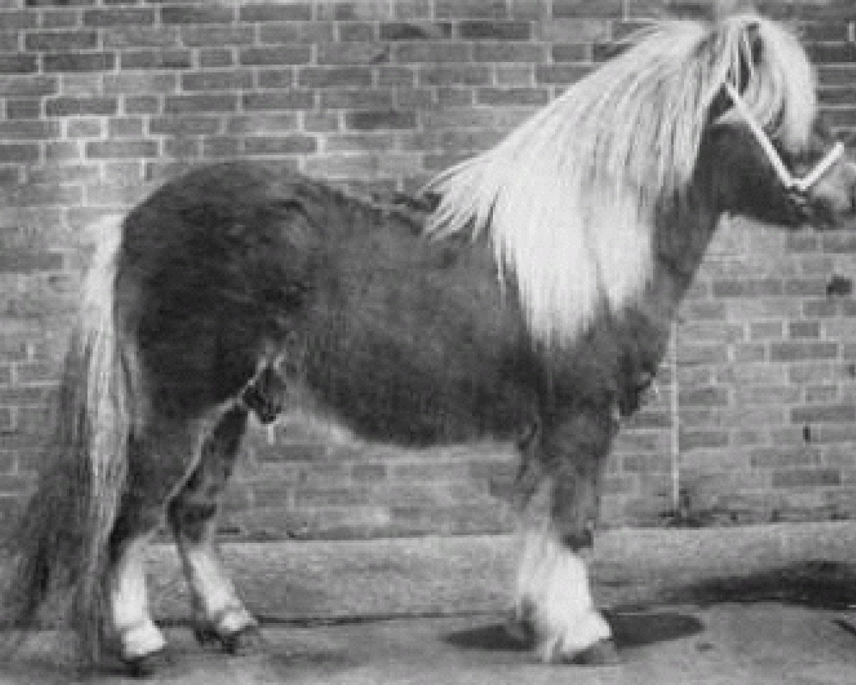 stallion Kismet van Bunswaard (Shetland Pony, 1974, from Golden Fleece of Annandale)