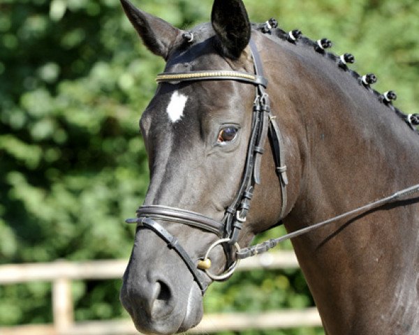 dressage horse Happy Dream 4 (Hanoverian, 2009, from Hohenstein I)