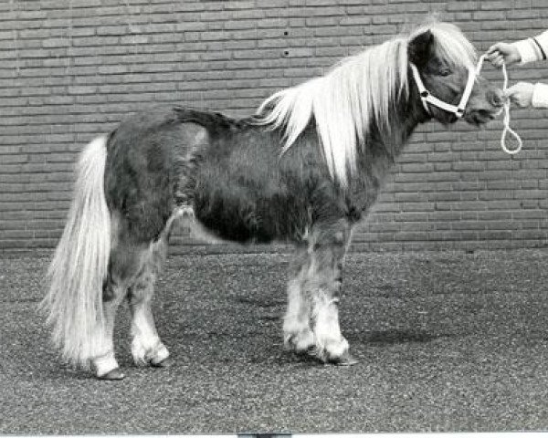stallion Tempo v.d. Zandkamp (Shetland Pony, 1982, from Wells Fireman)