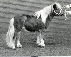 stallion Tempo v.d. Zandkamp (Shetland Pony, 1982, from Wells Fireman)