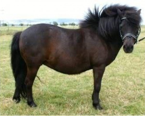 Zuchtstute Tine von Obenissa (Shetland Pony, 1999, von Gianni) Zuchtstute Tine von Obenissa (Shetland Pony, 1999, von Gianni)