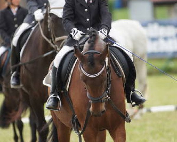 broodmare Sissi Beaufort (German Riding Pony, 2009, from Mr. Tarek)
