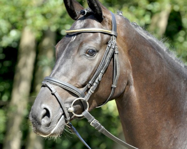 dressage horse Dujardin (Hanoverian, 2009, from Dancier)
