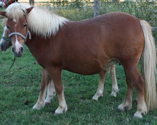 Zuchtstute Tiffany (Shetland Pony, 1996, von Kamillo)