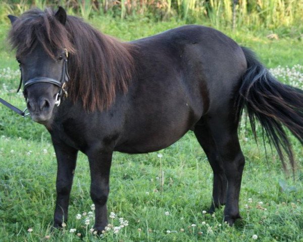 stallion Nero von Obernissa (Shetland Pony, 2008, from Nanuk vom Eckartshof)