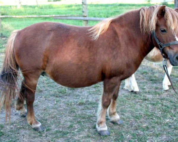 Zuchtstute Tirana (Shetland Pony, 1990, von Berni A 142 DDR) Zuchtstute Tirana (Shetland Pony, 1990, von Berni A 142 DDR)