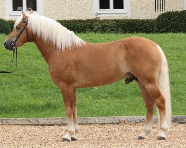 stallion Arioso (4,29% ox) (Edelbluthaflinger, 2006, from Arogno (3,125% ox))