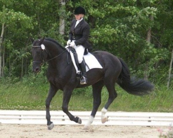 horse Unison (KWPN (Royal Dutch Sporthorse), 2001, from King)