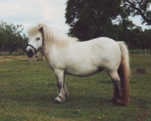 Zuchtstute Horanka von Repgow (Shetland Pony (unter 87 cm), 1995, von Right Rhum van de Hesterhoeve)