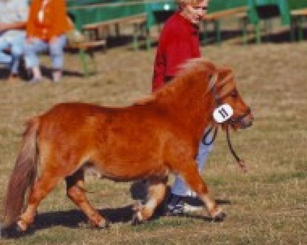 broodmare Hostess von Repgow (Shetland pony (under 87 cm), 2006, from Theseus)