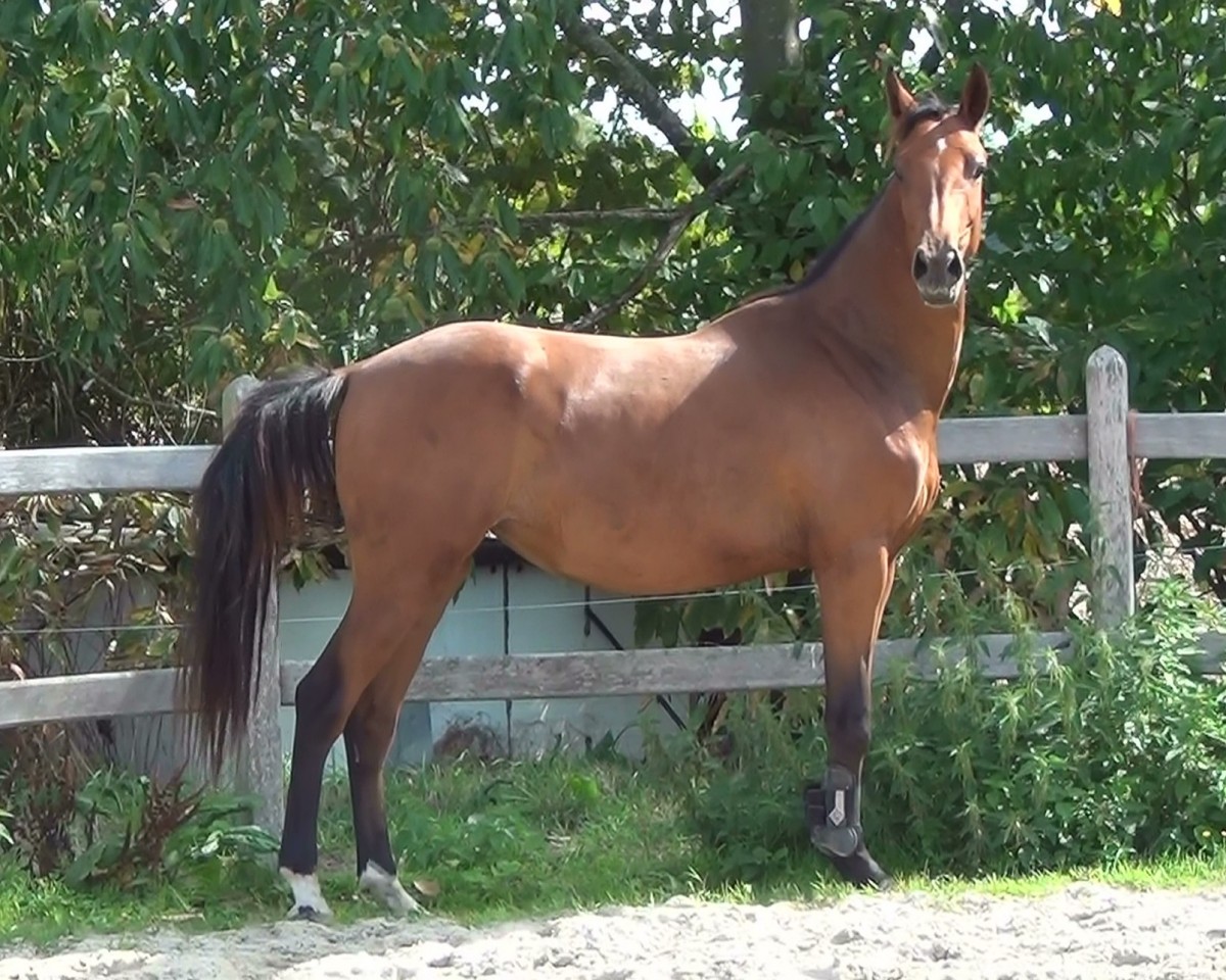 broodmare Queenie van de Claevervallei (Holsteiner, 2016, from Cornet Obolensky)