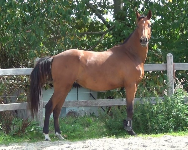 broodmare Queenie van de Claevervallei (Holsteiner, 2016, from Cornet Obolensky)
