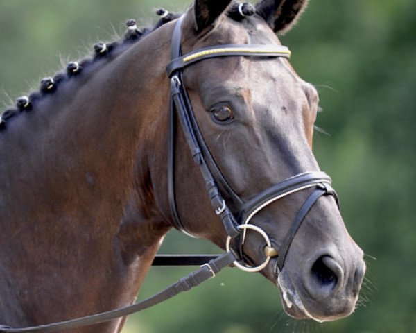 dressage horse Bugatti (Trakehner, 2007, from Tambour) dressage horse Bugatti (Trakehner, 2007, from Tambour)