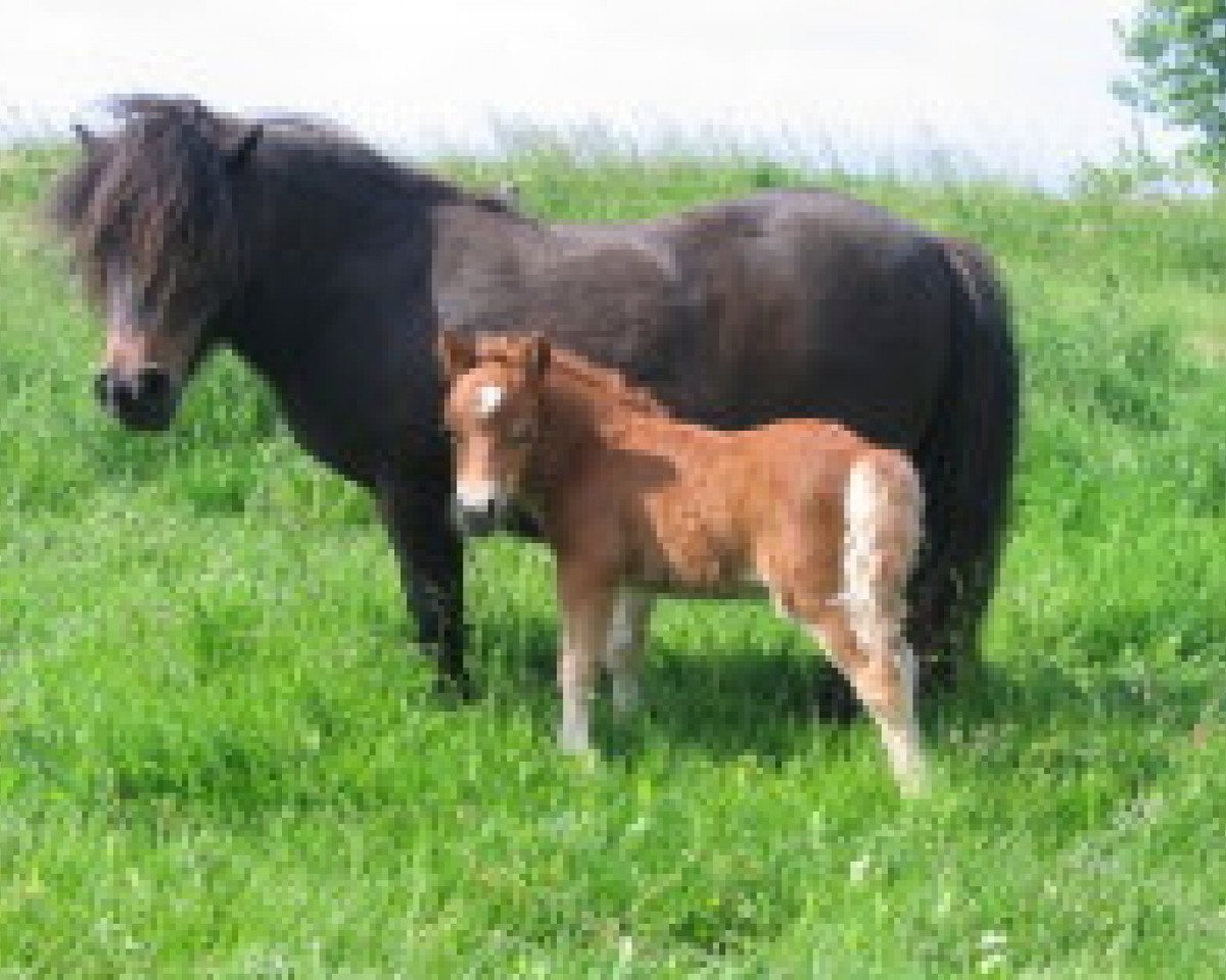 horse Terminator von Repgow (Shetland pony (under 87 cm), 2010, from Theseus)