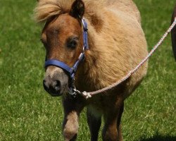 broodmare Halma von Repgow (Shetland pony (under 87 cm), 2013, from Sir Paul)