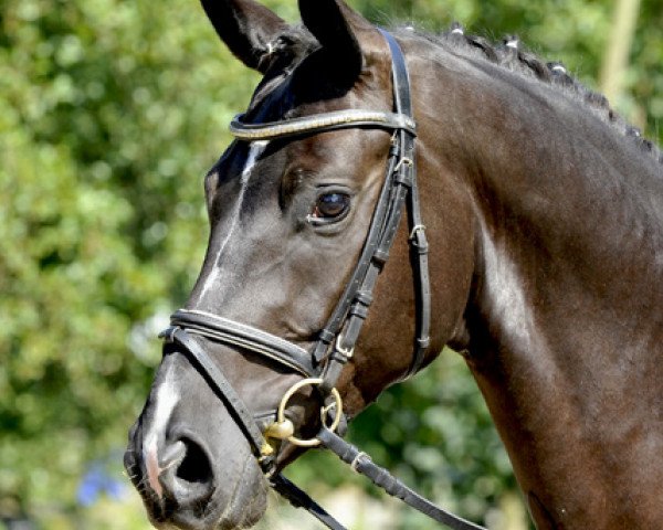 dressage horse David Garrett (Hanoverian, 2009, from De Niro)
