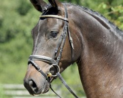 dressage horse Fidality (Hanoverian, 2009, from Fidertanz)